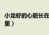 小龙虾的心脏长在身体的什么位置（原来在这里）
