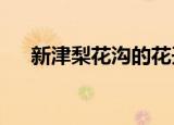 新津梨花沟的花开没有?（新津梨花沟）