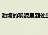 池塘的稀泥里到处是泥鳅（泥鳅岂是池中物）