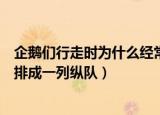 企鹅们行走时为什么经常排成一列纵队（企鹅行走时为什么排成一列纵队）