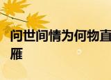 问世间情为何物直教生死相许描写的是什么大雁