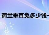 荷兰垂耳兔多少钱一只（荷兰垂耳兔多少钱）