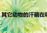 其它动物的汗藏在哪里（动物的汗藏在哪里）