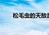 松毛虫的天敌是谁（松毛虫的天敌）