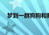 梦到一群狗狗和我很亲近（梦到一群狗）