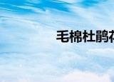 毛棉杜鹃花语（杜鹃花语）
