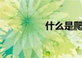 什么是爬网（爬走网络）