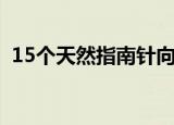 15个天然指南针向日葵（15个天然指南针）