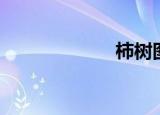 柿树图片（柿树）