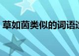 草如茵类似的词语造句（草如茵类似的词语）