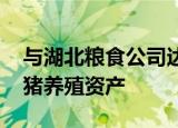 与湖北粮食公司达成合作 正邦科技拟转让生猪养殖资产