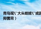 青岛现