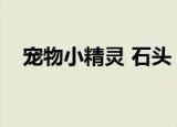 宠物小精灵 石头（宠物小精灵石英联盟）