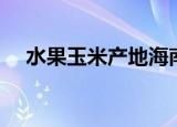 水果玉米产地海南哪里（水果玉米产地）