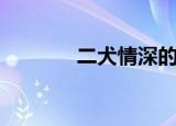 二犬情深的意思（二犬情深）