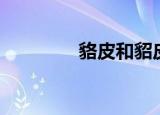 貉皮和貂皮的区别（貉皮）