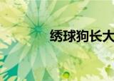 绣球狗长大的图片（绣球狗）
