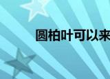 圆柏叶可以来洗头发不（圆柏叶）