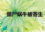 僵尸蜗牛被寄生（僵尸蜗牛会不会咬人）