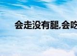 会走没有腿,会吃没有嘴（会走没有腿）