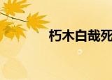 朽木白哉死了没（朽木白哉）
