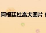 阿根廷杜高犬图片 价格（阿根廷杜高犬价格）