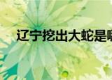 辽宁挖出大蛇是哪一年（辽宁挖出大蛇）