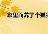 家里面养了个狐狸精（我家养个狐狸精）