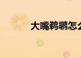大嘴鹈鹕怎么读（鹈鹕怎么读）