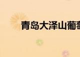 青岛大泽山葡萄采摘（青岛大泽山）