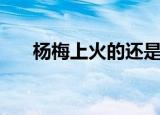 杨梅上火的还是下火的（杨梅上火吗）
