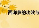西洋参的功效与用量（西洋参的功效）