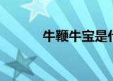 牛鞭牛宝是什么（牛宝是什么）