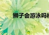 狮子会游泳吗视频（狮子会游泳吗）