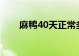 麻鸭40天正常多少斤??（maya4 0）