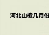 河北山楂几月份成熟采摘（河北山楂）