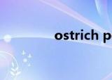 ostrich policy是什么意思