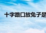 十字路口放兔子是什么（十字路口放兔子）