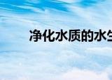 净化水质的水生植物排名（净化水）
