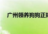 广州领养狗狗正规机构（广州领养狗狗）