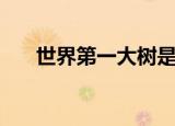 世界第一大树是什么（世界第一大树）