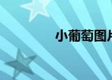 小葡萄图片（小葡萄资料）