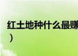 红土地种什么最赚钱呢（红土地种什么最赚钱）