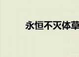 永恒不灭体草稚京（永恒不灭体）