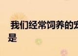  我们经常饲养的宠物龙猫是猫吗1、是 2、不是