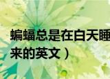 蝙蝠总是在白天睡而且在夜里醒来的英文（醒来的英文）