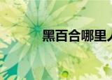 黑百合哪里人（黑百合住宅区）