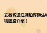 安徽省通江湖泊浮游生物图鉴（关于安徽省通江湖泊浮游生物图鉴介绍）