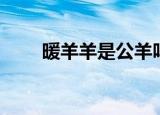 暖羊羊是公羊吗（暖羊羊是男是女）