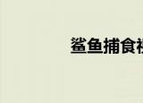 鲨鱼捕食视频（鲨鱼捕食）